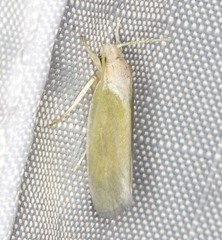 Acraephnes litodes