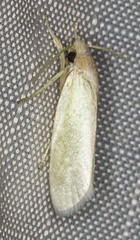 Acraephnes litodes