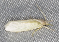 Acraephnes litodes