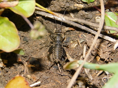 Modicogryllus frontalis
