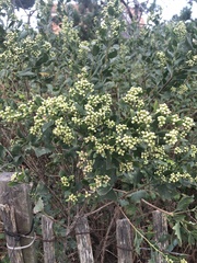 Gymnanthemum amygdalinum