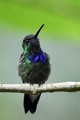 Polyerata rosenbergi