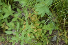 Cyperus bipartitus