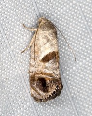 Eupselia beatella
