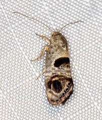 Eupselia beatella
