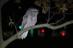 Podargus strigoides strigoides