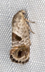 Eupselia beatella