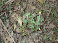 Oxalis radicosa