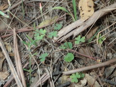 Oxalis radicosa