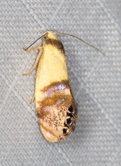 Eupselia beltera