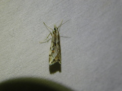 Scoparia ithyntis