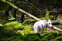 Canis lupus occidentalis