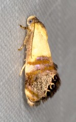 Eupselia beltera