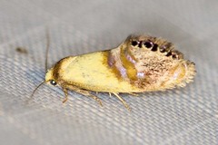 Eupselia beltera