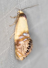 Eupselia beltera