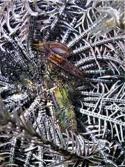 Synalpheus stimpsonii