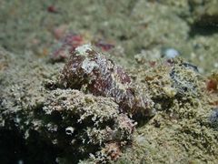 Sepia recurvirostra