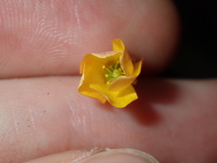 Oxalis radicosa