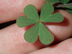 Oxalis radicosa