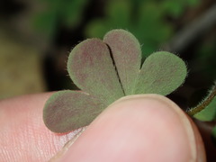 Oxalis radicosa