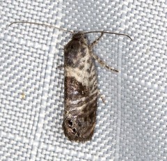 Eupselia carpocapsella