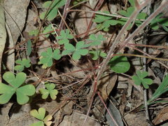 Oxalis radicosa