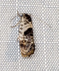 Eupselia carpocapsella