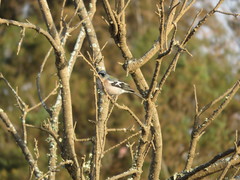 Fringilla coelebs africana