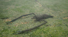 Macrobrachium formosense