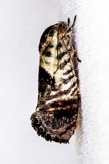 Eupselia carpocapsella