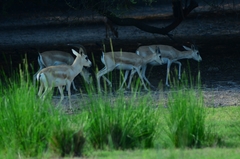 Gazella marica