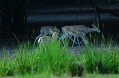 Gazella marica