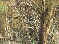 Fringilla coelebs africana