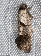 Eupselia holoxantha