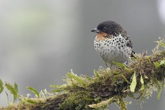 Ixothraupis rufigula