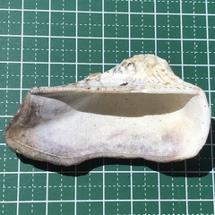 Lamarcka ventricosa