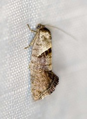 Eupselia holoxantha