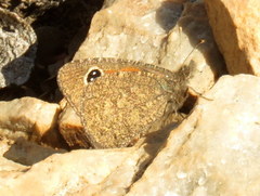 Stygionympha irrorata