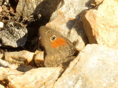 Stygionympha irrorata