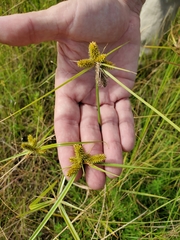 Cyperus aggregatus