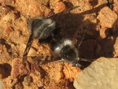 Australoechus megaspilus
