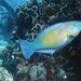 Pacific Bullethead Parrotfish - Photo (c) langzi, some rights reserved (CC BY-NC), uploaded by langzi