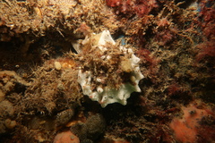 Aplousobranchia
