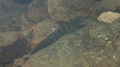Stiphodon multisquamus