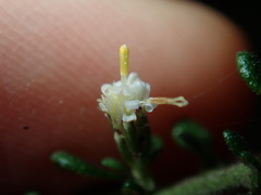 Olearia microphylla