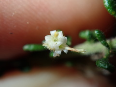 Olearia microphylla