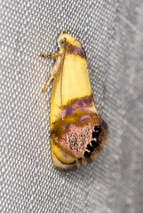 Eupselia satrapella