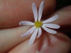 Vittadinia triloba