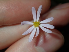 Vittadinia triloba