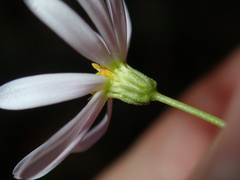Vittadinia triloba